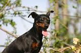 PINSCHER NAIN 138